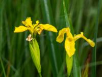 Schwertlilie gelb (Iris)